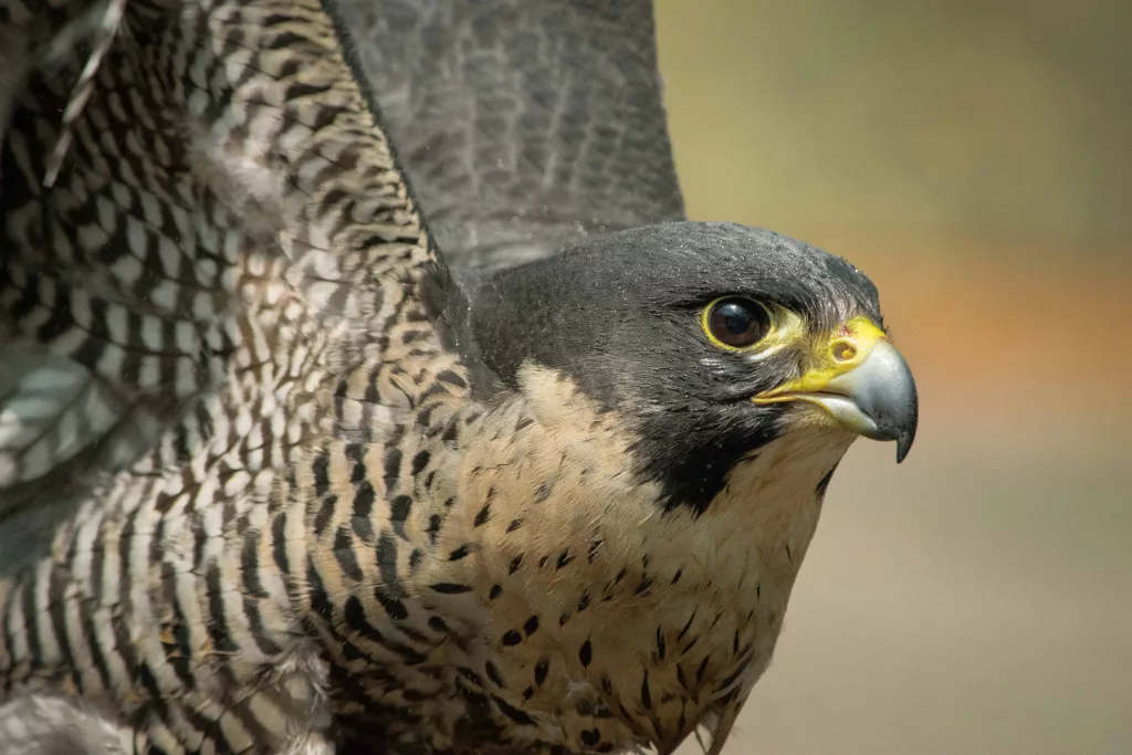 peregrinefalcon_hdmphoto_resize1944838