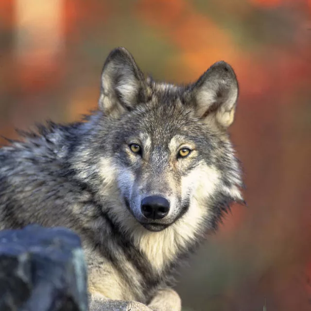 wolf765869