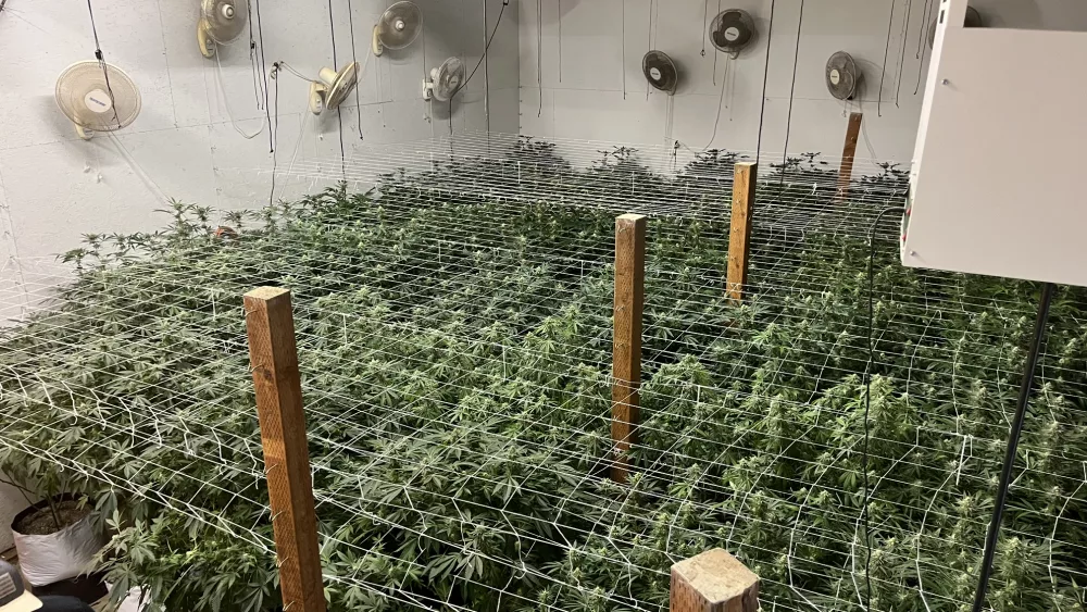 king_grow_photo995641