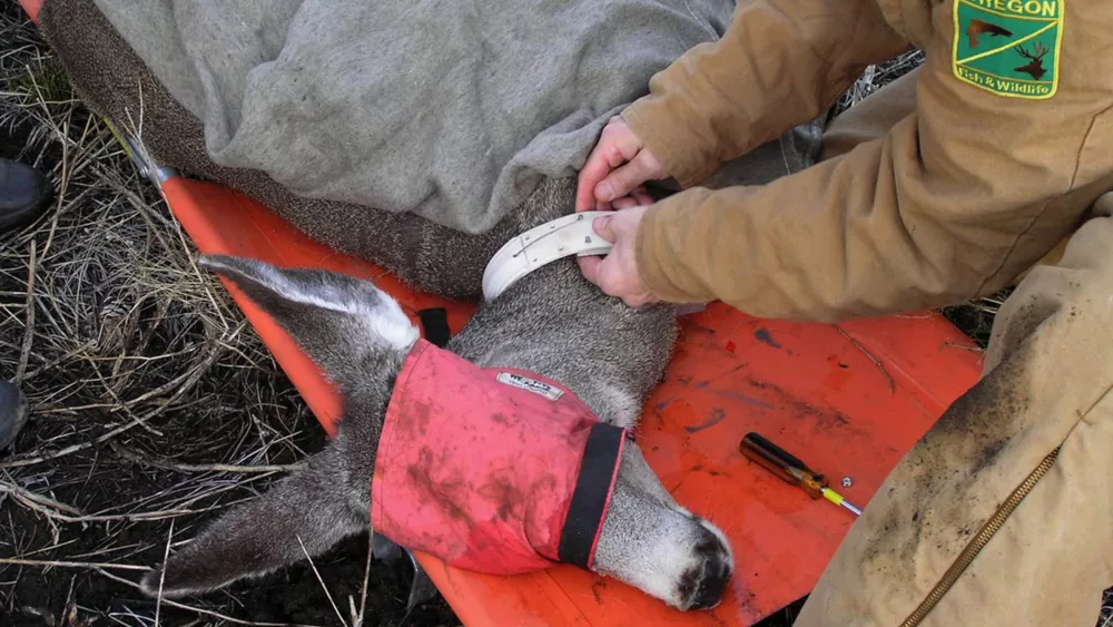 mule_deer_odfw158901