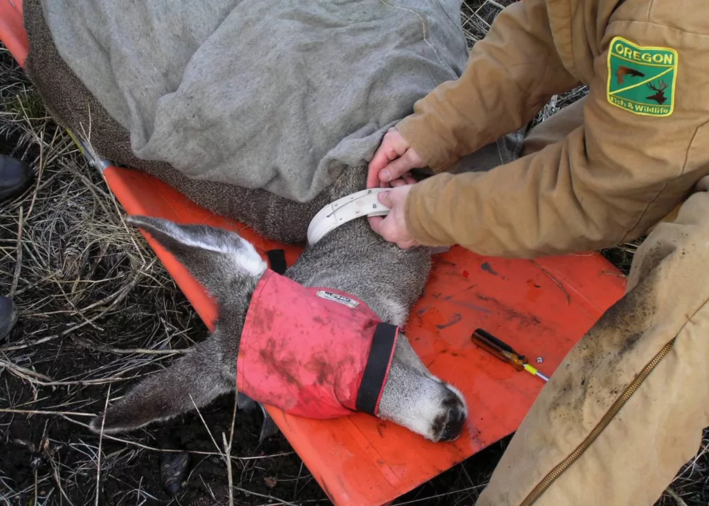 mule_deer_odfw158901