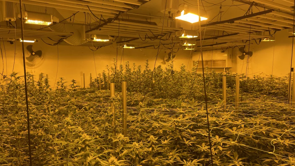 marijuana_raid486933