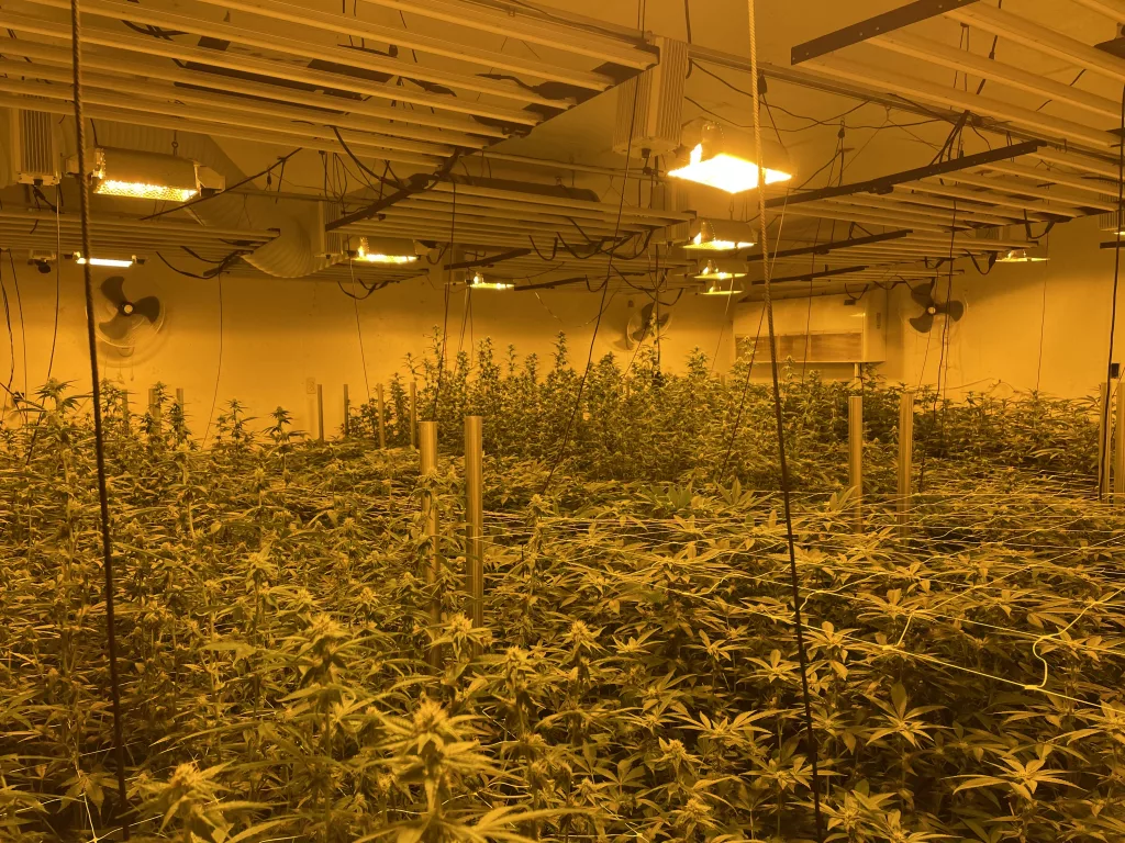 marijuana_raid486933