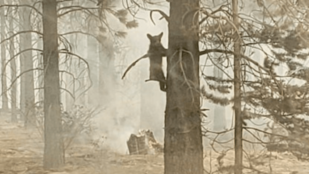 smoke_wildlife202730