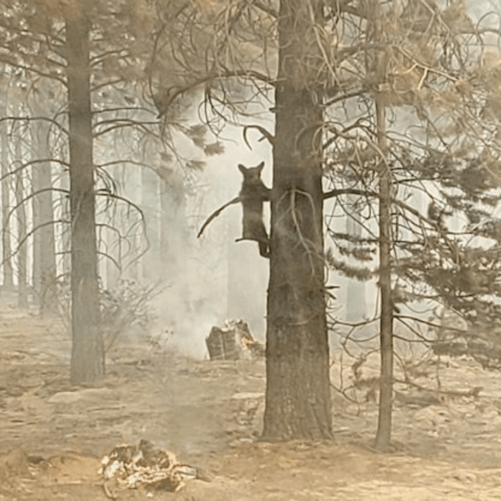 smoke_wildlife202730