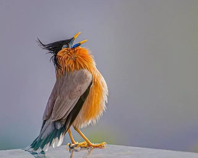 bird-6403261_640-jpg