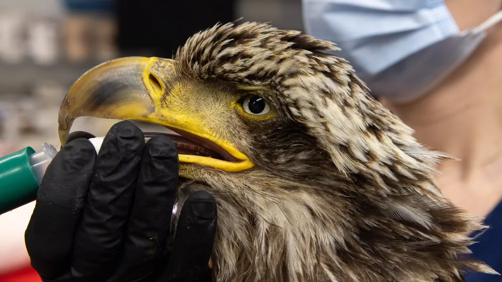 bald-eagle-intubation_photo-credit-sue-dougherty-offleash-photography180857