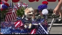 pet-parade856284