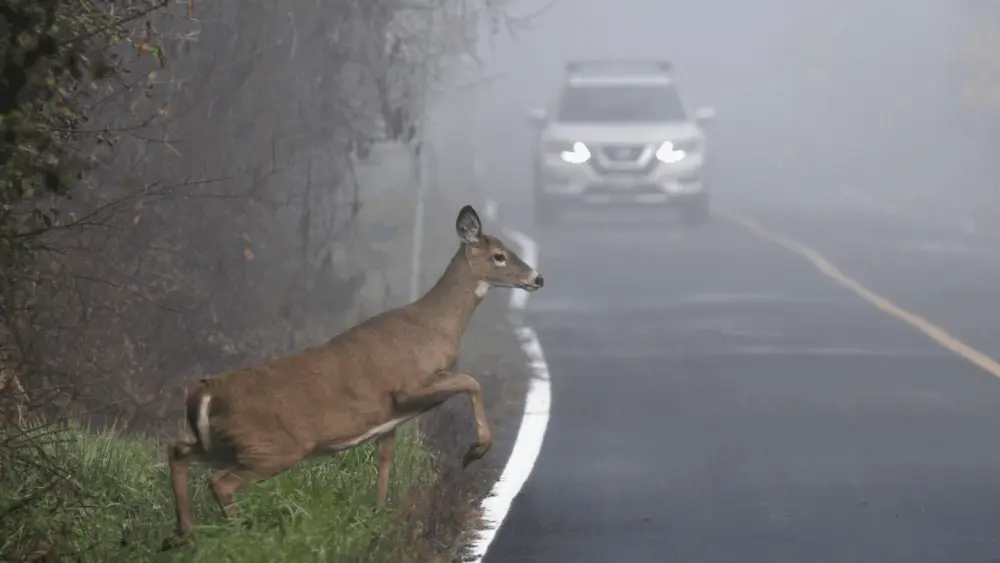 w4wdeerdec2025105713