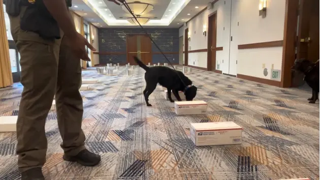 Federal law enforcement’s bomb-sniffing dogs are helping to secure Super Bowl