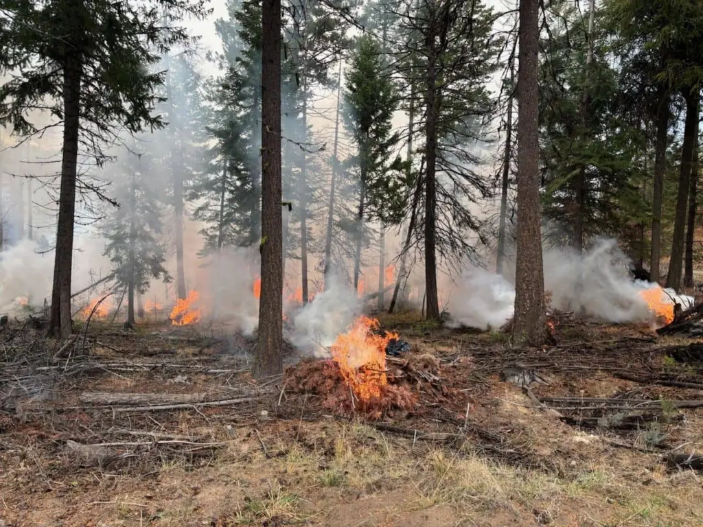 prescribed_burn560143