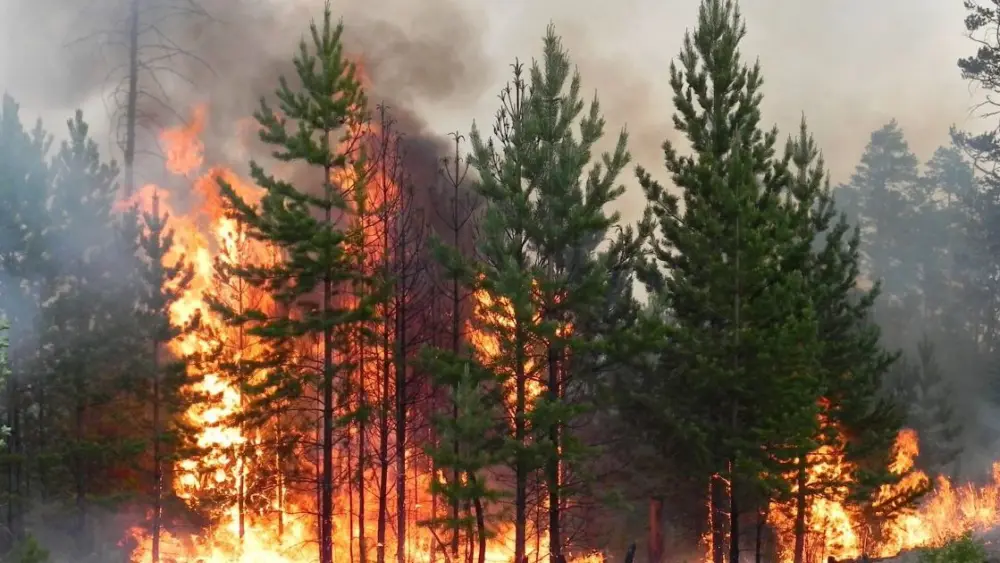 wildfire448942