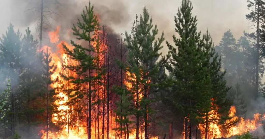 wildfire448942
