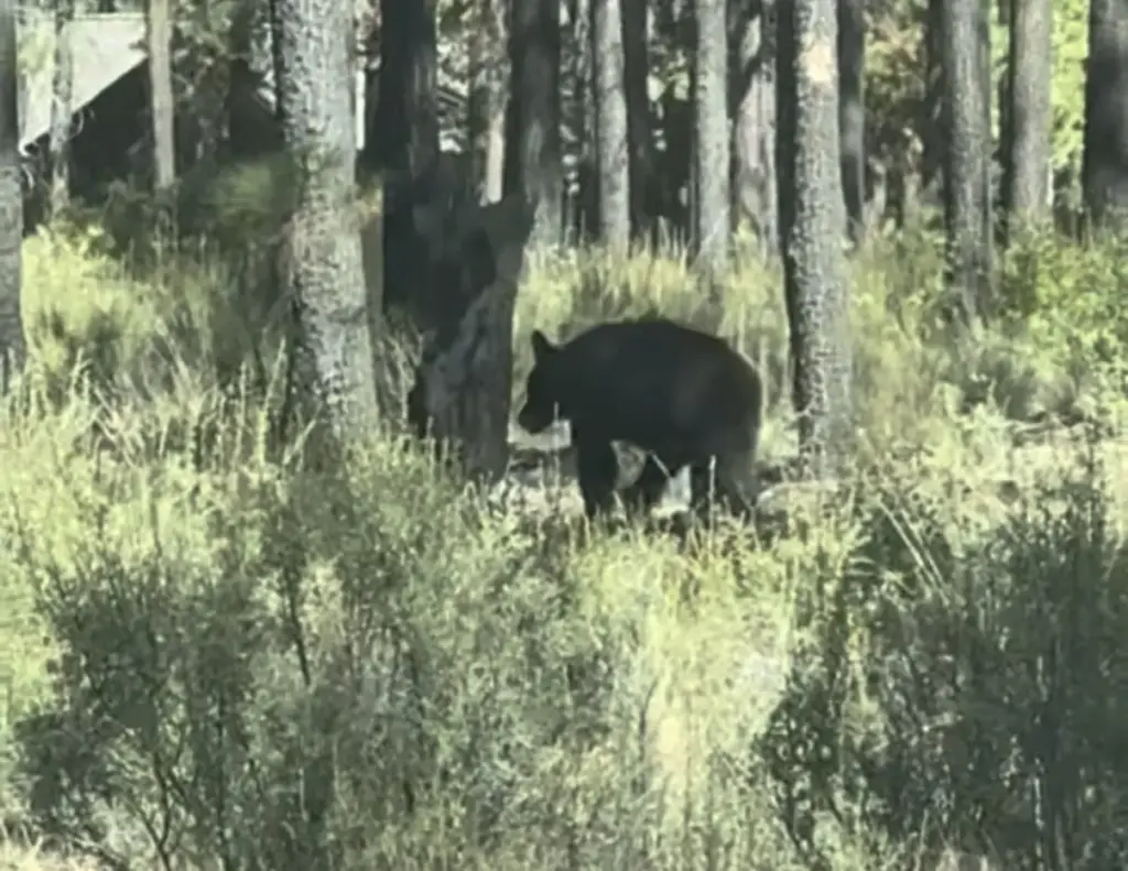 bear3-jpg