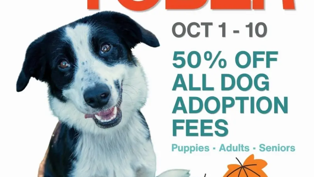 hsco-barktober-poster413271