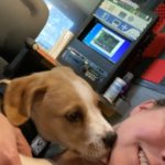 Pet of the Week - Ollie!