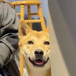 Pet of the Week - Shinji!