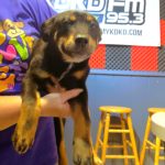 Pet of the Week - Buck!
