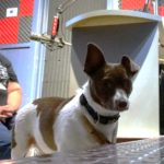 Pet of the Week: Peanut!