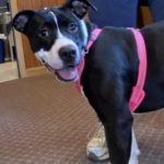 KDKD Pet of the Week: Janie!