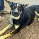 KDKD Pet of the Week: Travis Kelce?!