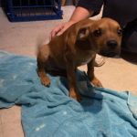 KDKD Pet of the Week: Dominic the Puppy!