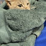 KDKD Pet of the Week: Toby!