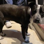 Pet of the Week: Pepper!