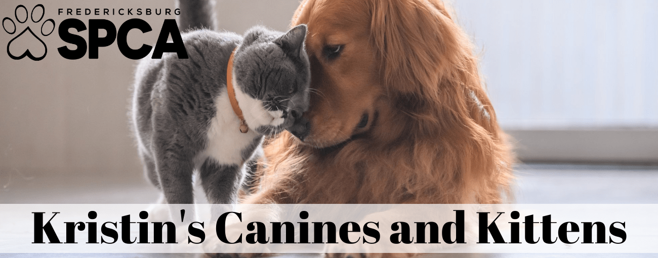 Kristin's Canines & Kittens  Today's Best Music
