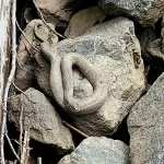 Snake at Rappahannock 