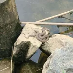 Snake at Rappahannock 