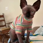 458804803_419850577431274_1701931738407536006_n: Cricket the Sphynx