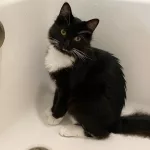 Tucker: Tuxedo-clad and faucet-obsessed — here to steal your heart, not take a bath!