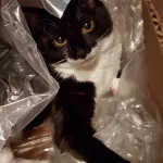 Morgana: A Cat In A Box Which Once Contained Socks