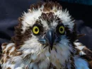 osprey-female-reduced_bryan-watts-1536x1350-1340926