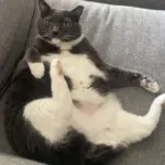 Fat Cat