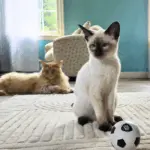 20250726_152737_0000(1): Our Siamese Striker, Nike!