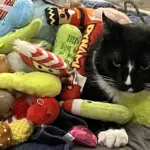 Anakin loves his toys