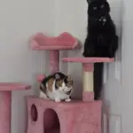 Cats in tower