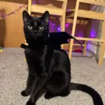 Morty_Halloween_Costume: Morty aka toothless 