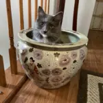 IMG_2214: I’m growing a cat.  Her name is Gracie.