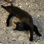 Contortionist Boop: Boop’s Natural Napping Position