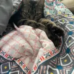 514656023_10163601561958060_4806501106832433223_n: All snuggled up