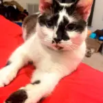 Aries: Aries is a Siamese Calico mix. 