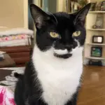 Biscuit: Distinguished Gentleman