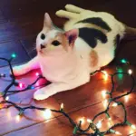IMG_4295_Original: Christmas Kitty