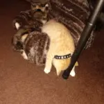 Well Fed Kitties: Fell asleep like that...Food Drunk
