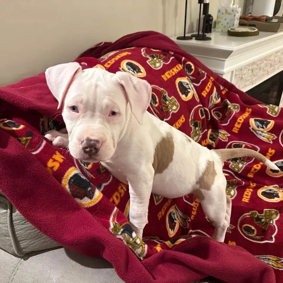 a1124bfefdf960763278ae3edbaeb908