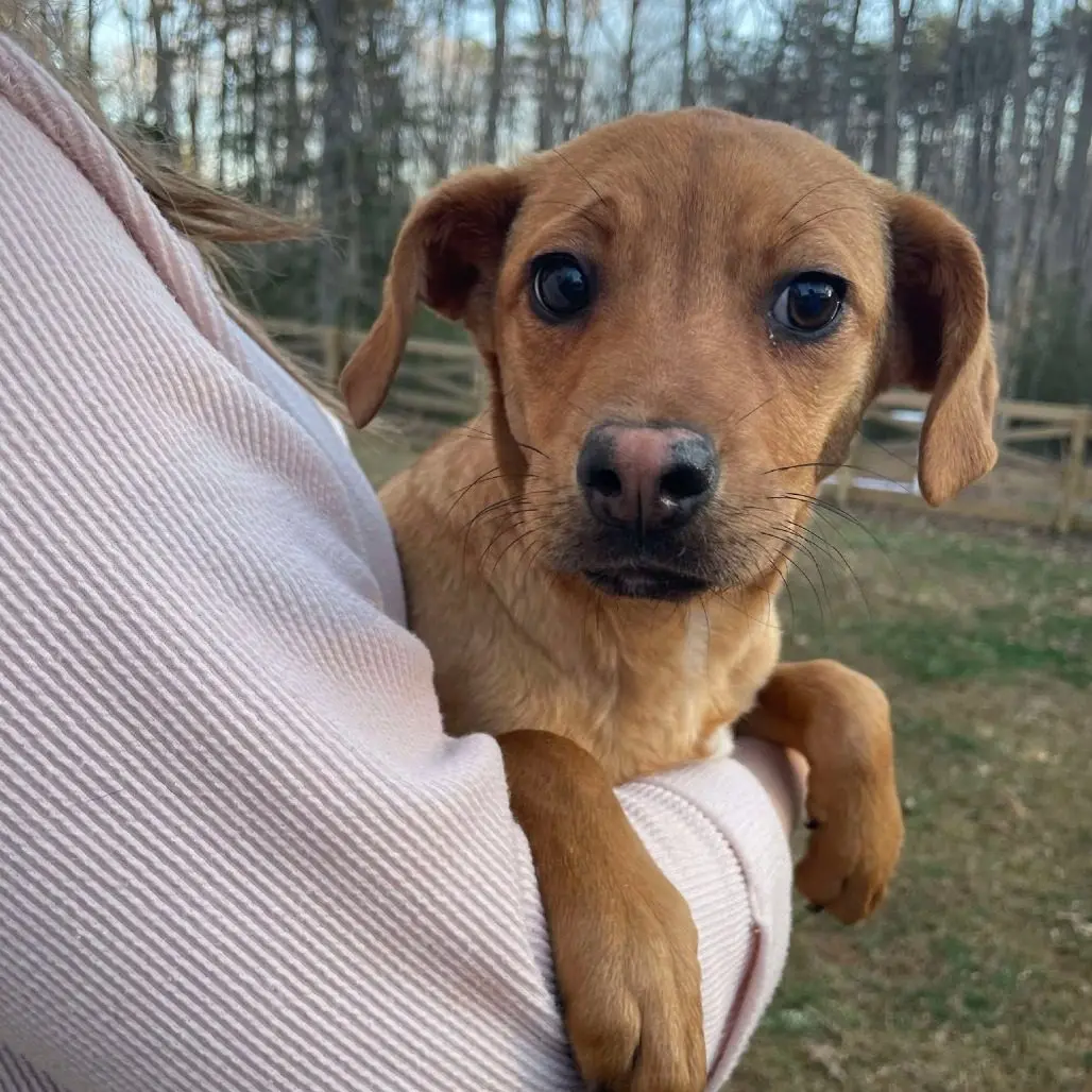 Old Dominion Humane Society Rescue Dogs at FXBG Farmers Market at Hurkamp Park, November 8