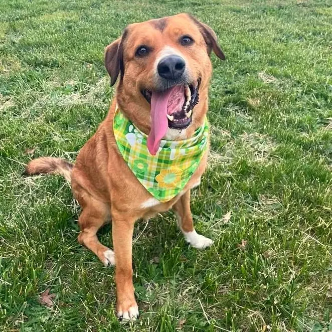 Meet Old Dominion Humane Society Rescue Dogs When the Happy Waffle Perkatude Rolls into Town, November 8